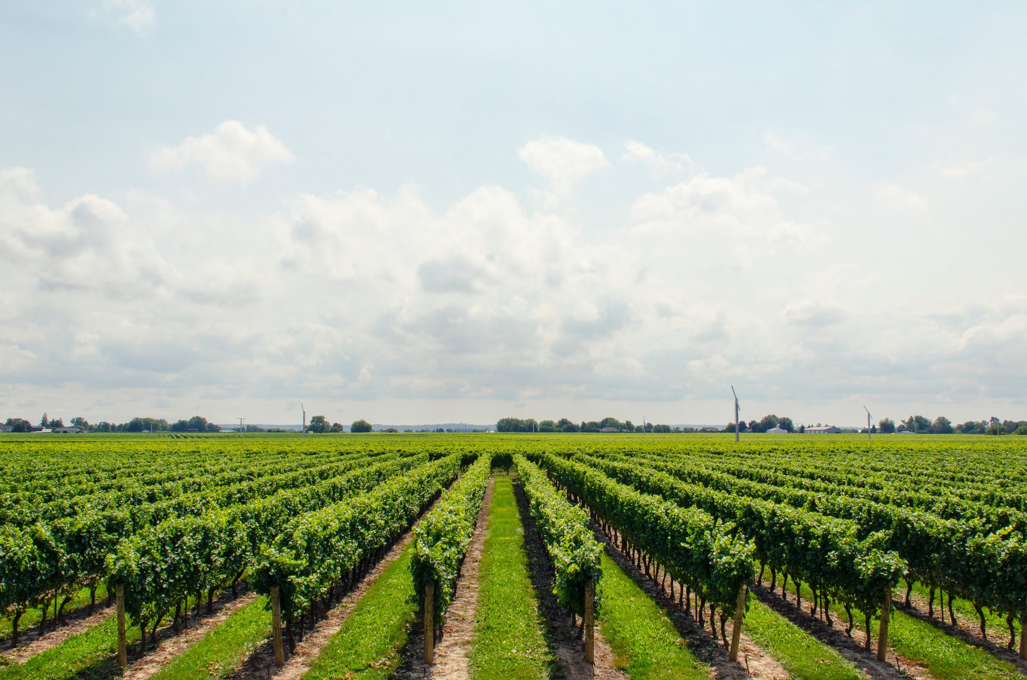 Vineyard rows in the hills around Healdsburg in Sonoma County